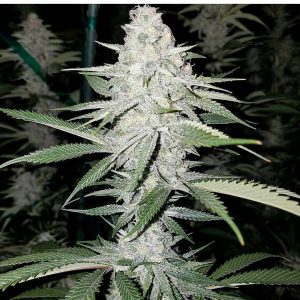 jack herer marijuana strain