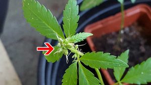male-cannabis-plant-with-pistils-is-hermie