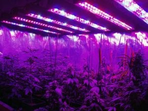 marijuana-grow-under-led-lights-setup