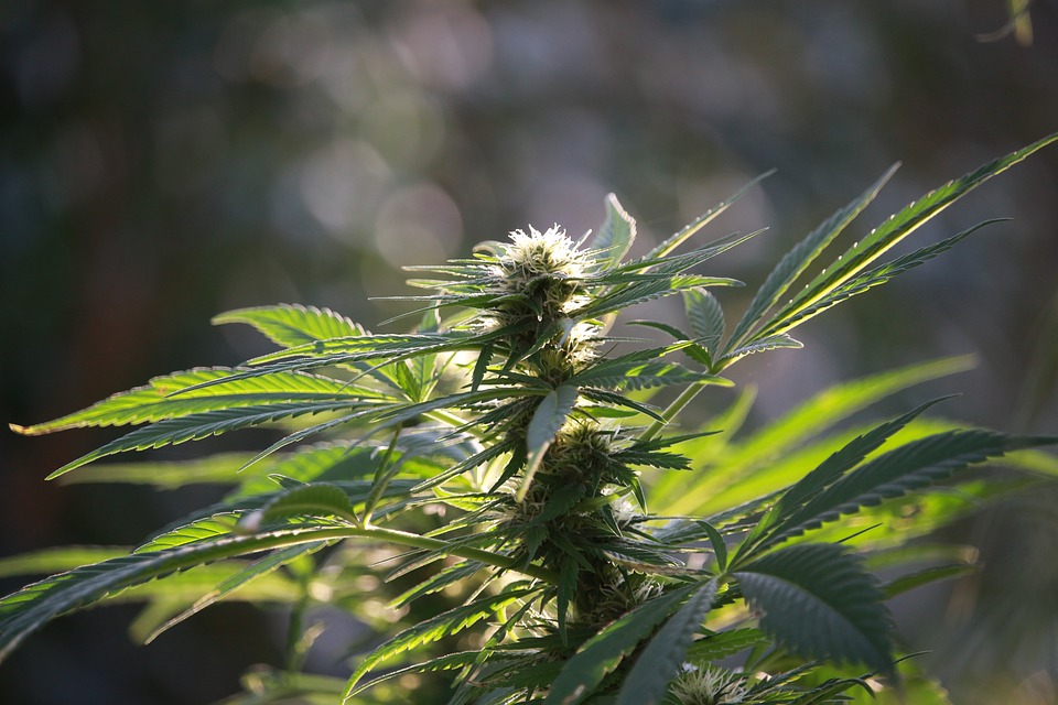 organic cannabis plant