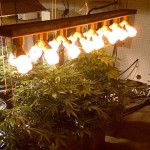 Compact fluorescent lights (CFLs) for cannabis plants