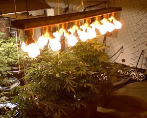 Marijuana growing under CFL lights