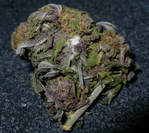 moldy-marijuana