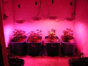 multiple-led-lights-for-growroom