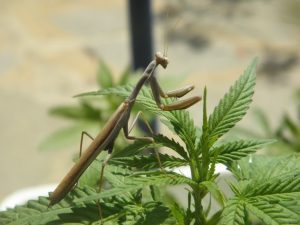 praying mantis on weed