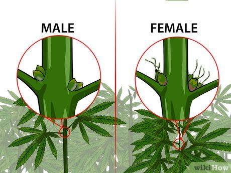 sexing marijuana plants anatomy of a marijuana plant