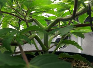 A Super cropped stem A Super cropped stem on a cannabis plant