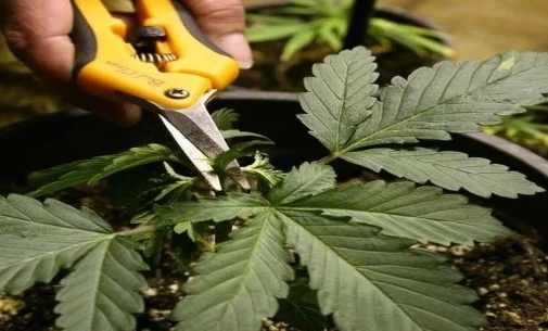 topping marijuana