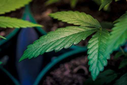 organic cannabis growing