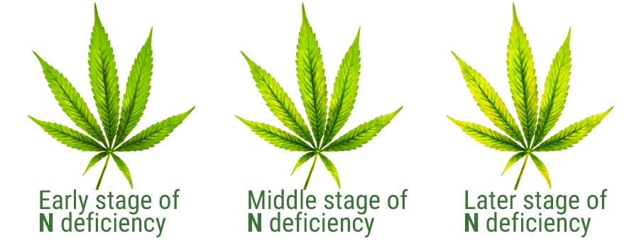 weed leaf nitrogen deficiency