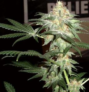 The White Rhino strain growing