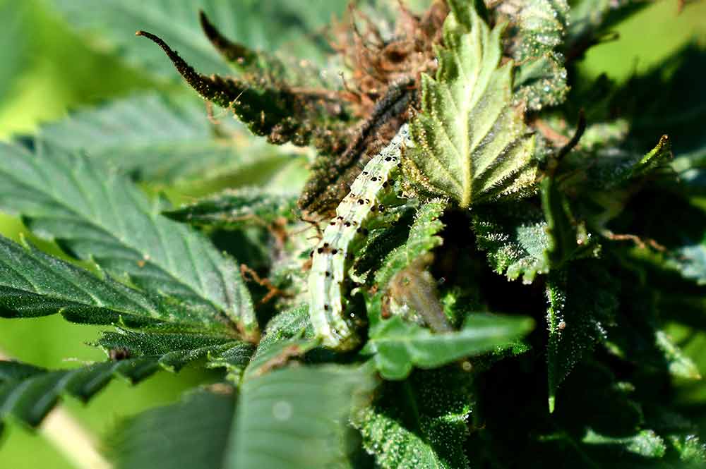 Marijuana Pest Caterpillars/Inchworms