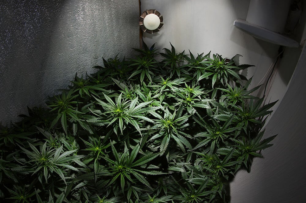 Grow marijuana plants in cupboard or cabinet