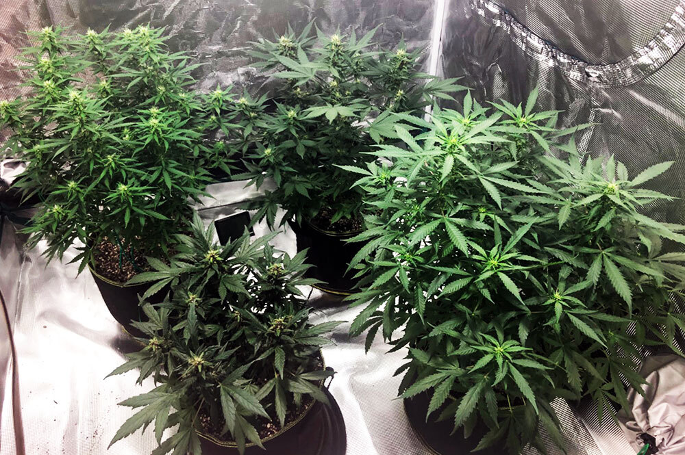 Marijuana grow tent