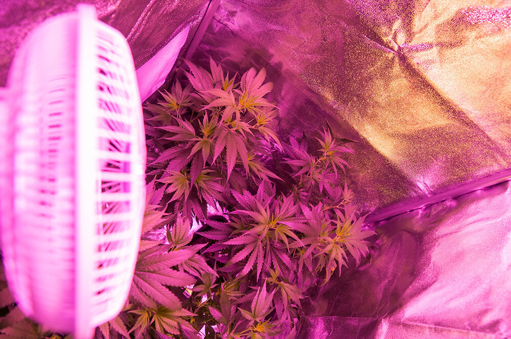Ventilation In The Cannabis Grow Space