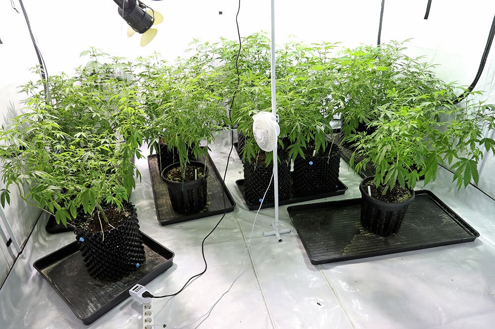 Grow marijuana plants indoor