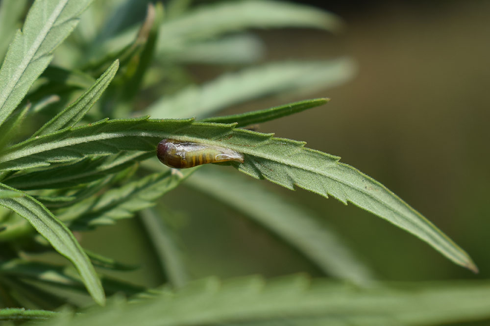 Marijuana pest slugs/snails