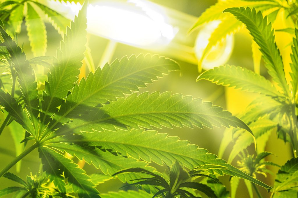 cannabis plant under light