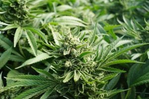 What Are Heirloom Cannabis Strains? - Msnl Blog