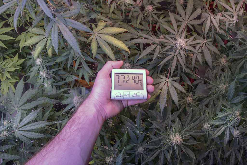 Hand holding device for measuring humidity and temperature inside a cannabis plantation. Hydrometer thermometer used to monitor during the growth and development marijuana plants.