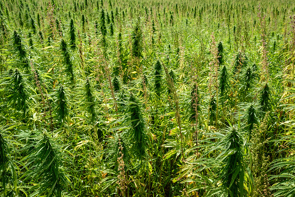 Outdoor high yielding cannabis strains 