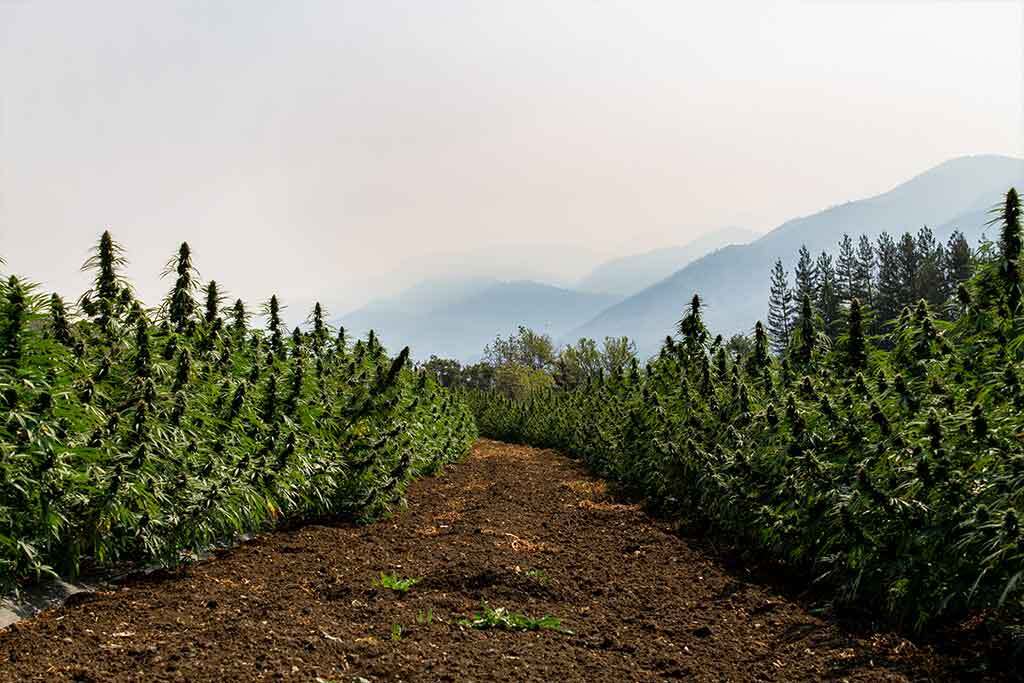 Cannabis Sativa Female Plant Grown