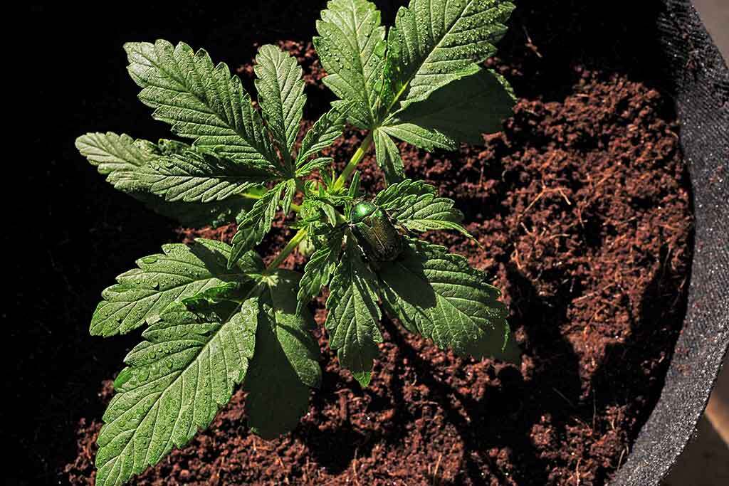 Transplant Cannabis Plant