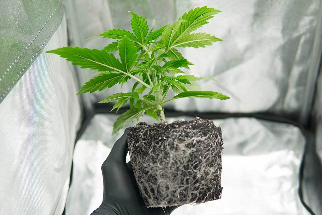 Professional Cannabis Cultivation Grow Marijuana