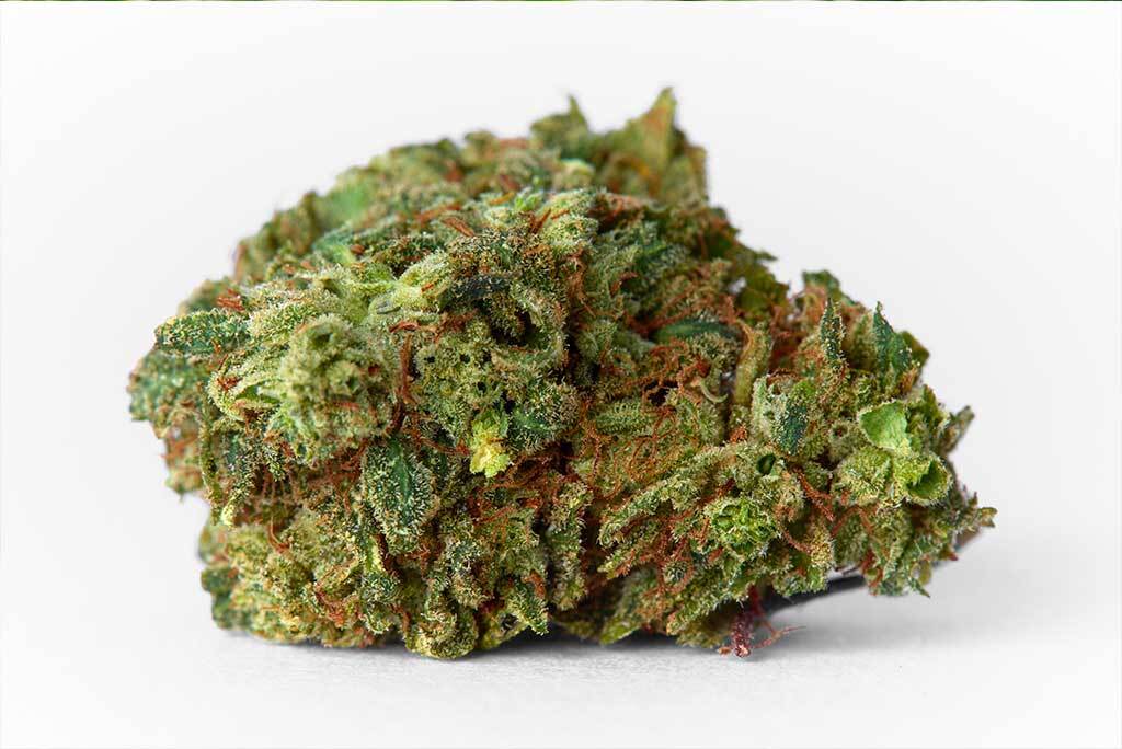 Close up of marijuana OG strain bud 