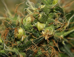 hermaphrodite-marijuana-plant