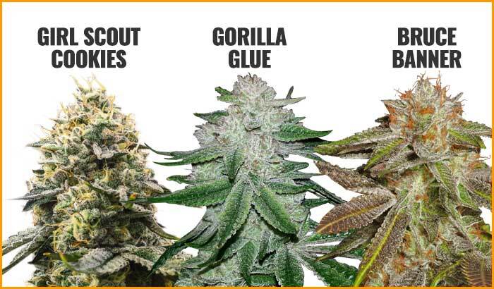 Three most popular US strains