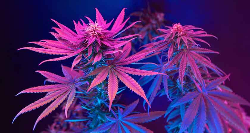 Blue Goo Strain - Indica Cannabis Review, CBD, THC : Hytiva