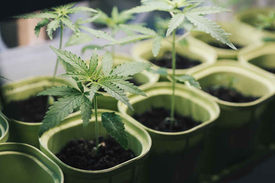 Plantation with seedlings of cannabis marijuana close-up