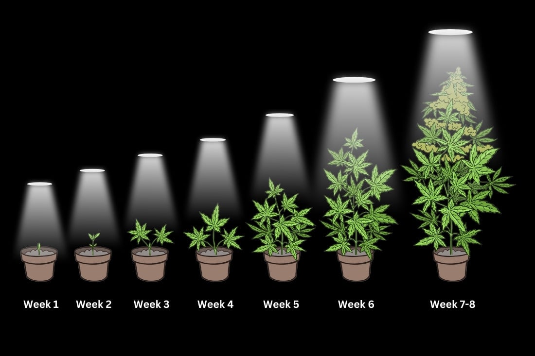 How to grow autoflowers week by week with pictures