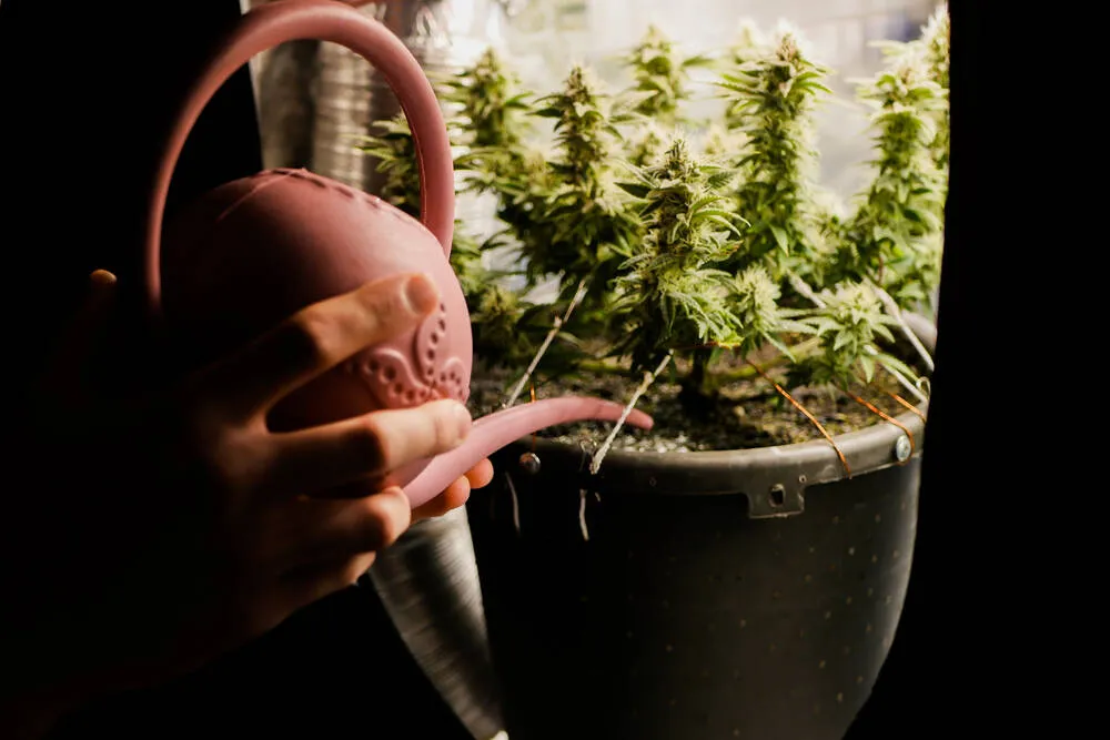 How to flush cannabis plants
