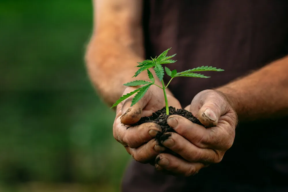 a farmers hands holding soil containing a seedling cannabis plant